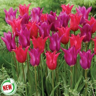 Velvet Twins Tulip Blend Thumbnail